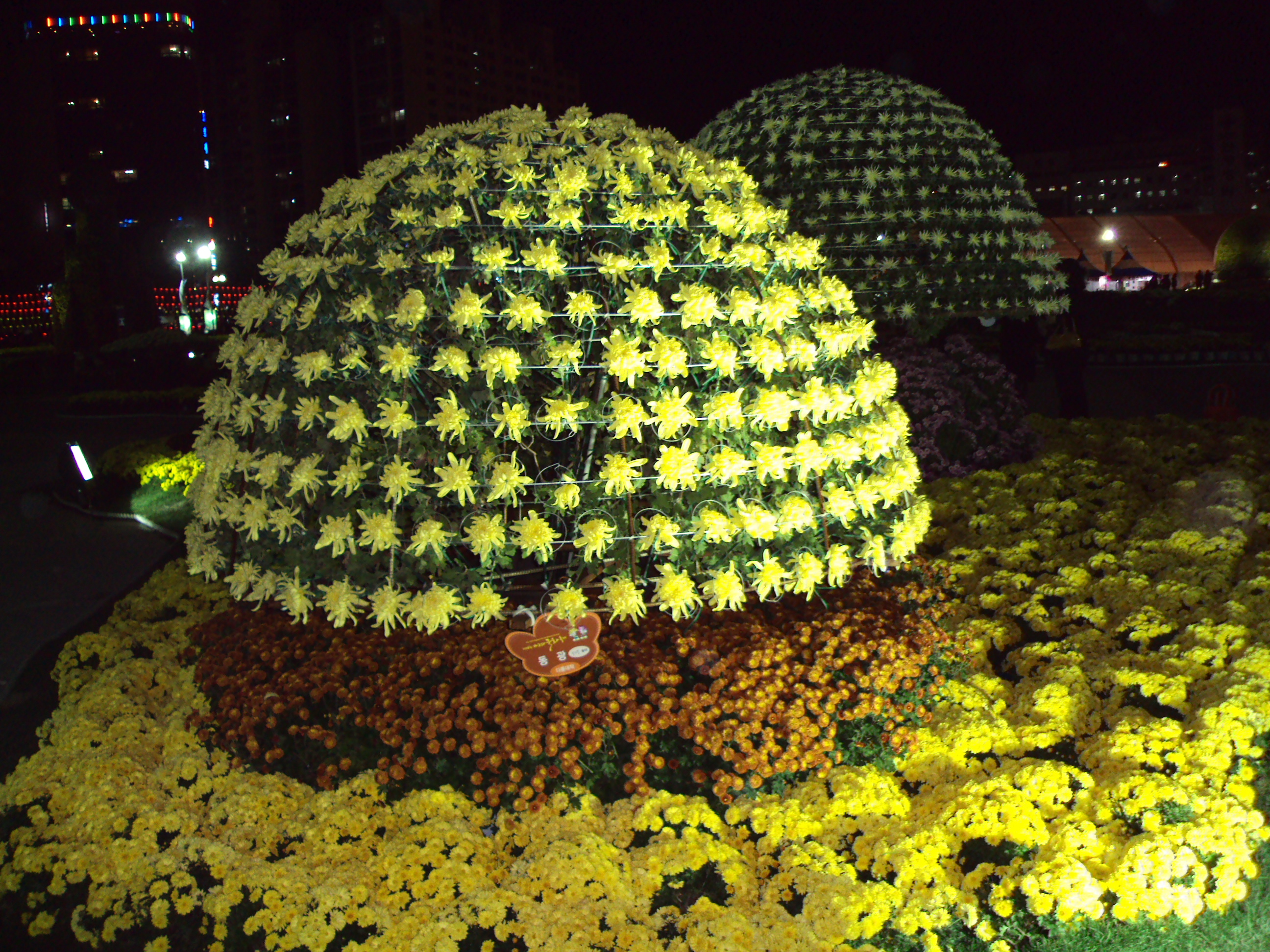 창원 가고파 국화축제